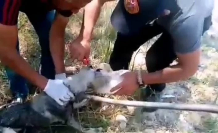 Erciş'te başı bidona sıkışan köpeğin imdadına itfaiye ekipleri yetişti
