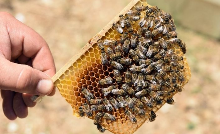 Bitlis’te üretilen ana arılar tüm Türkiye’ye satılıyor