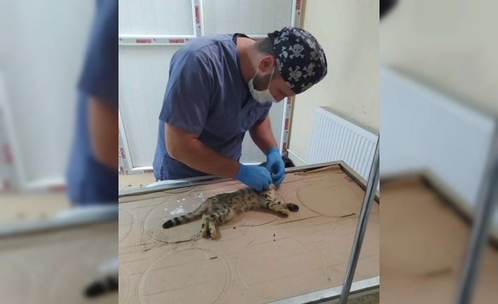 Boğazına kemik saplanan kedi kurtarıldı