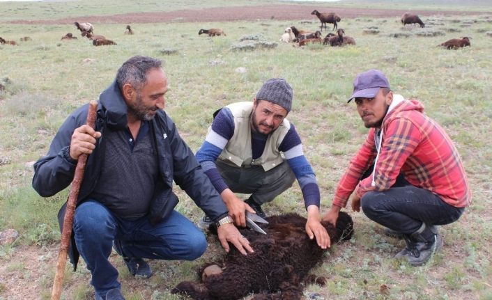 Doğu’da yaylalarda kırkım zamanı