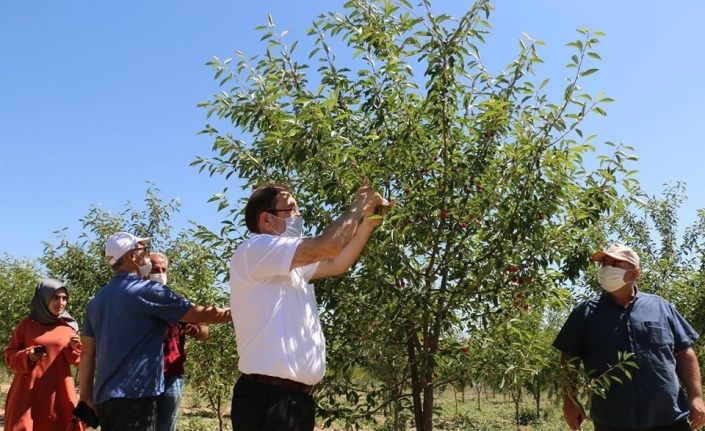 Erzincan’da sanayi meyveciliğine yatırımlar sürüyor