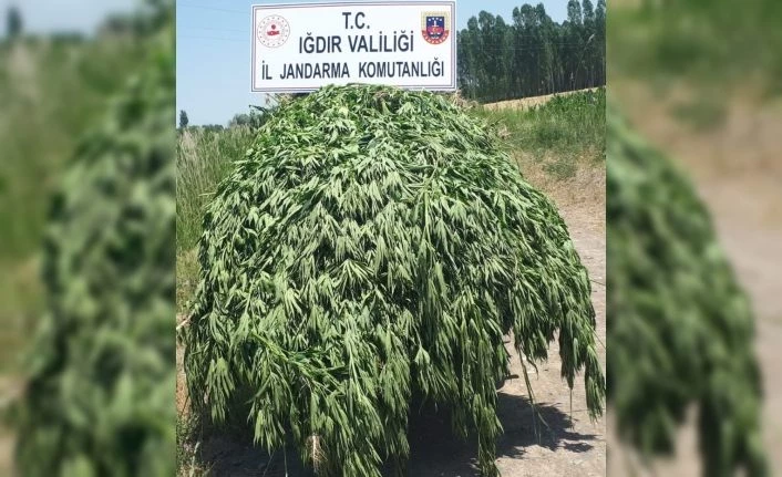 Iğdır’da dronlu kenevir operasyonu: 1 gözaltı