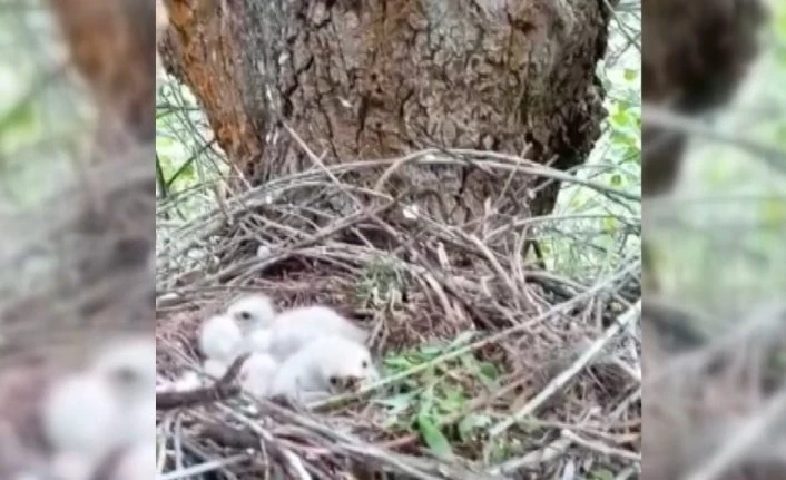 Kartal yavruları yuvalarında görüntülendi