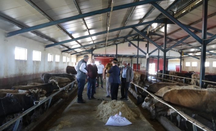 Kurban Bayramı öncesinde İl Müdürü Akar’dan Hayvan Pazarına ziyaret