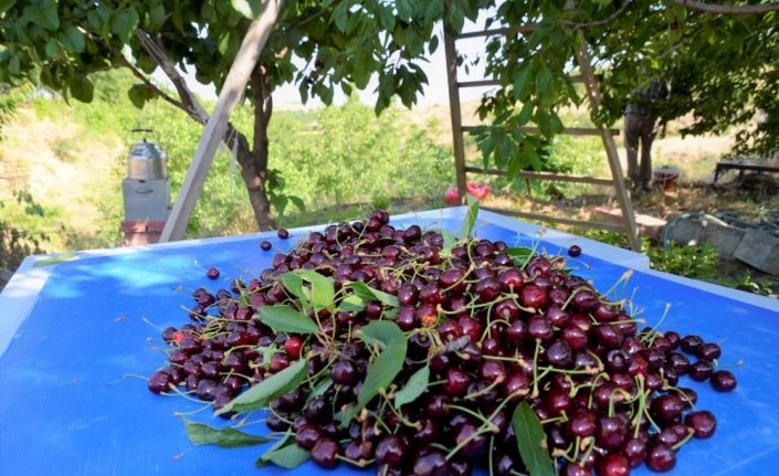 Malatya’da kiraz hasadında sona doğru