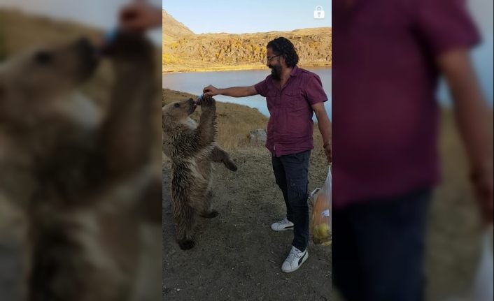 Nemrut’un maskotu kardeş ayılardan biri kayıp