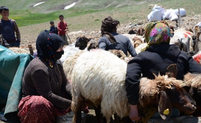 (Özel) Siirtli göçerlerin zorlu yayla mesaisi başladı