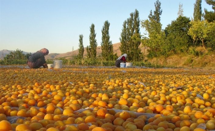 Sarı’nın kahve rengine yolculuğu