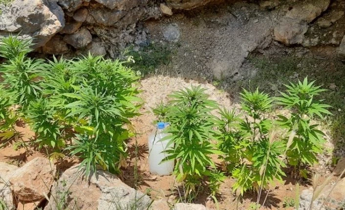 Tunceli’de uyuşturucu ile mücadele, esrar ve kenevir ele geçirildi