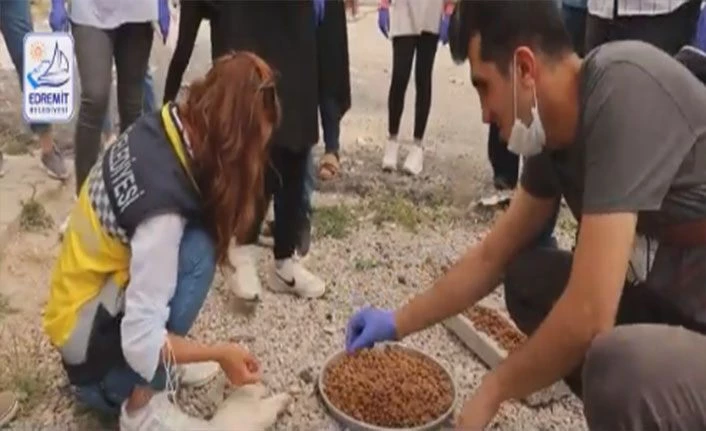 Van Edremit’te sokak hayvanları yaz ayında unutulmuyor