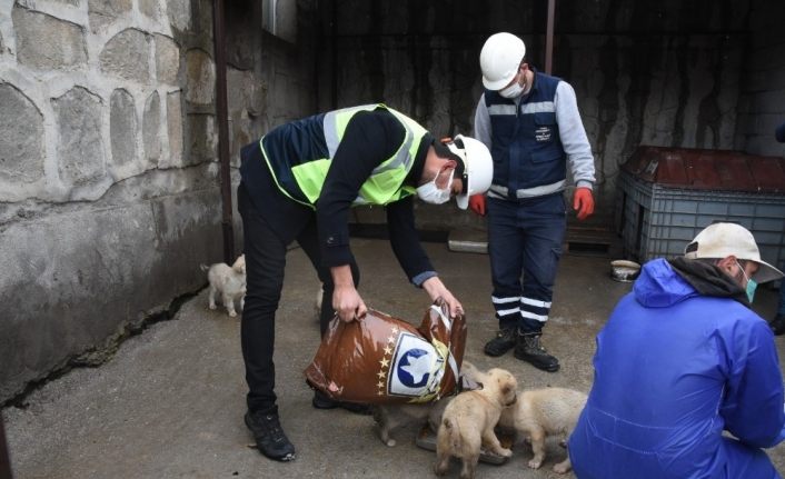 Arızayı gideren ekiplerin hayvan sevgisi