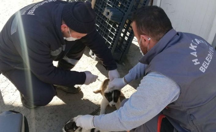 Askeri üs bölgesindeki can dostlar aşılandı