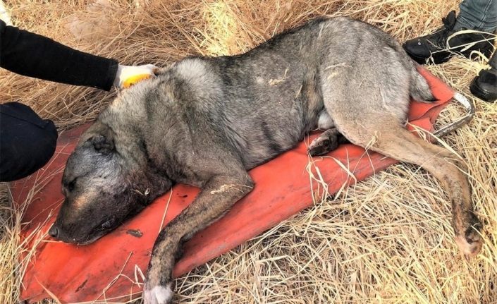 Van'da av tüfeğiyle vurulan köpek telef oldu