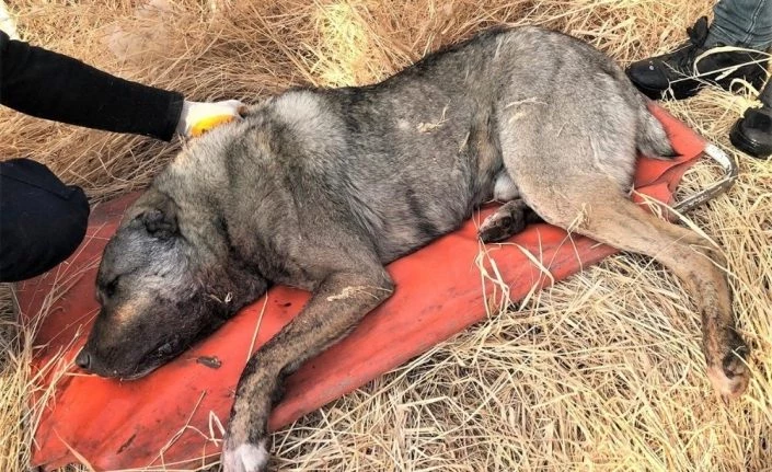 Van'da av tüfeğiyle vurulan köpek telef oldu