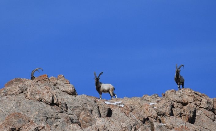 Gürpınar'da avcılardan korunan yaban keçilerinin sayısı 500’ü buldu