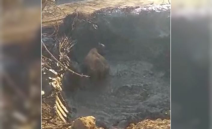 Bingöl’de çamura saplanan inek kurtarıldı