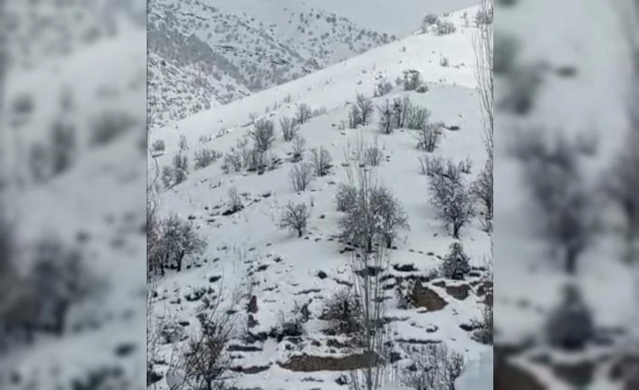 Çukurca’da yabani domuz sürüsü görüntülendi