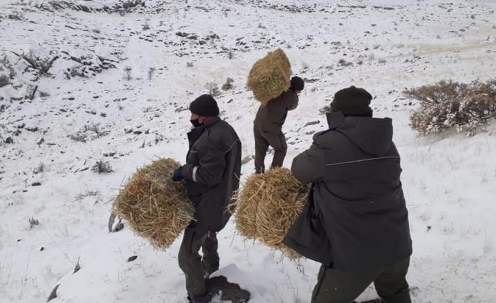 Elazığ’da yaban hayatı için yem desteği sürüyor