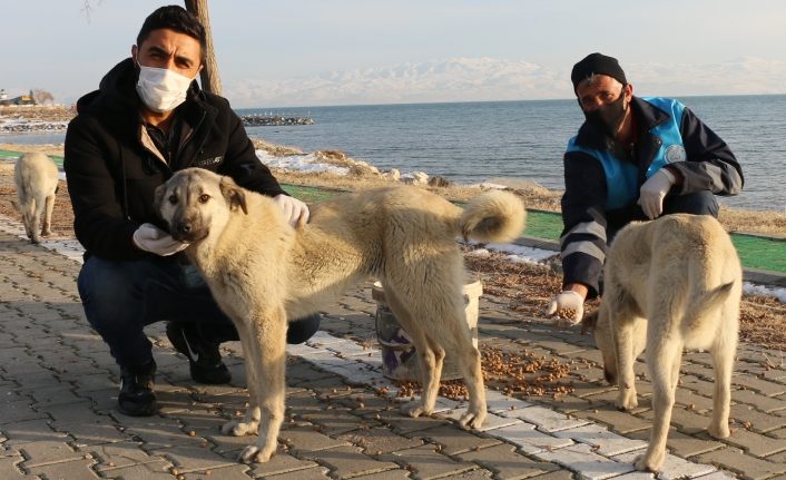 Erciş Belediyesi sokak hayvanlarının yiyecek ihtiyacını karşıladı 