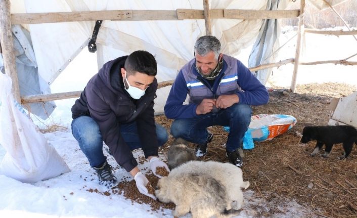 Erciş’te sokak hayvanları için mama bırakıldı