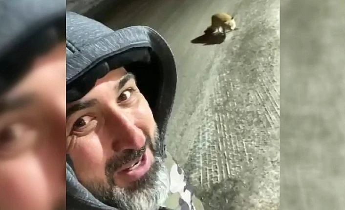 Et dolu aracın yanında aç tilkinin karnını doyurdu özçekim yaptı