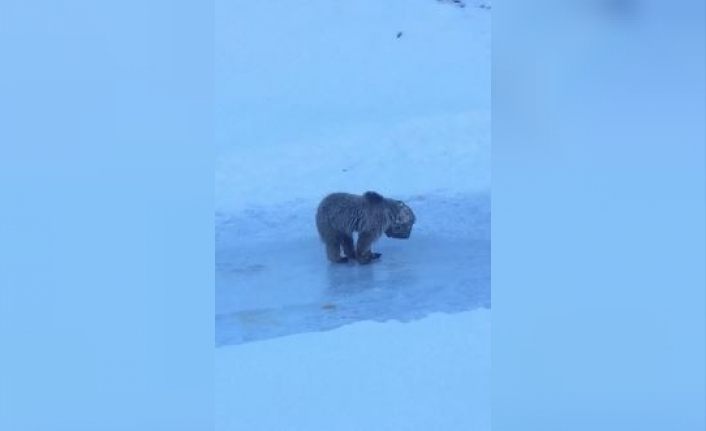 Hakkari’de kafası tenekeye sıkışan ayı kurtarıldı