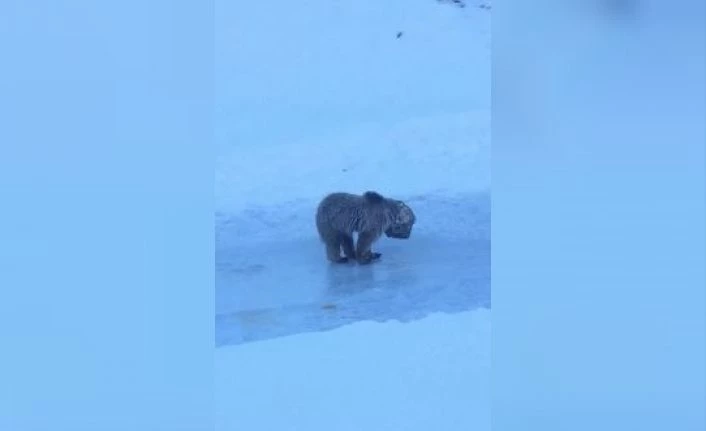 Hakkari’de kafası tenekeye sıkışan ayı kurtarıldı