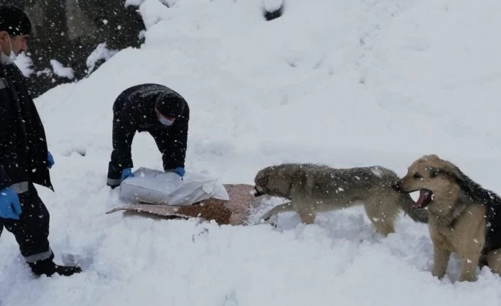 Hakkari’de sokak hayvanları karlı günlerde de unutulmadı