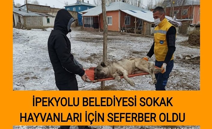 İpekyolu Belediyesi hayvanlar için seferber oldu