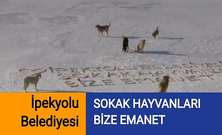 İpekyolu Belediyesi: Sokak hayvanları bize emanet