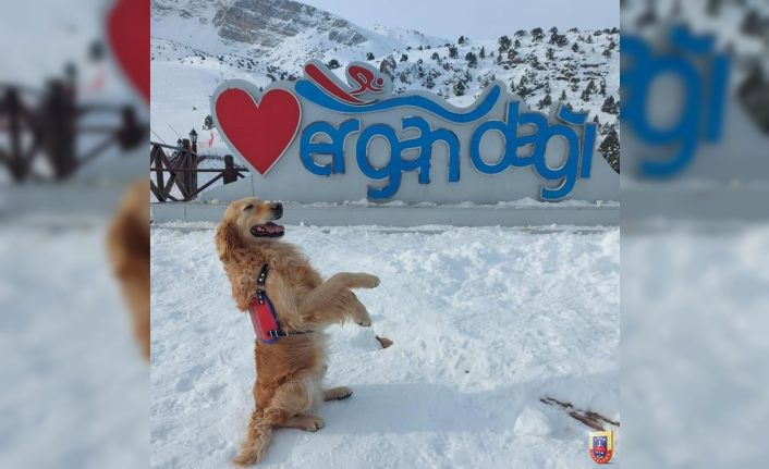 Jandarma arama kurtarma köpeği ‘Bulut’ Ergan’da poz verdi