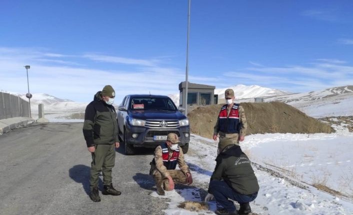 Jandarma kaçak avlanmış tilki postu ele geçirdi