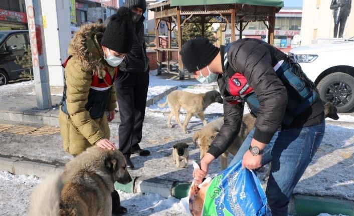 Jandarma soğuklardan etkilenen sokak hayvanlarını unutmadı