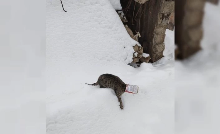 Kafası kutuya sıkışan kedinin imdadına okul müdürü yetişti