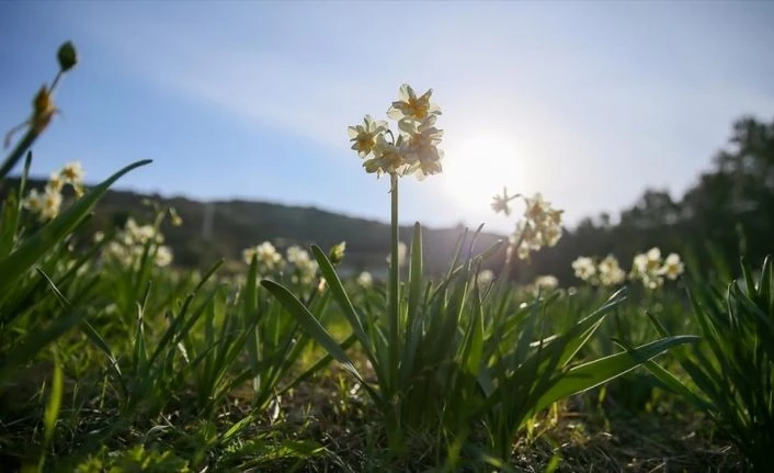 Karaburun Yarımadası