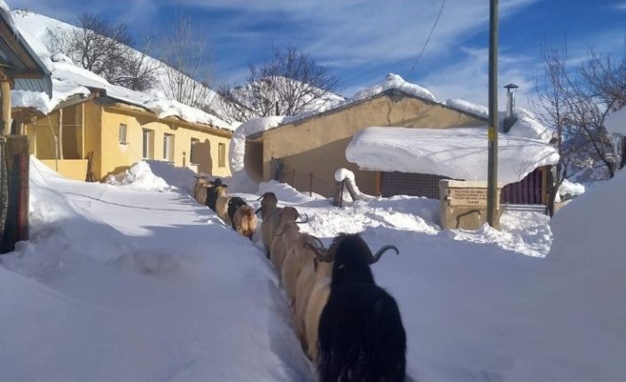 Keçilerin zorlu kış şartlarında karın doyurma mücadelesi