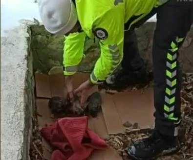 Donmak üzere olan yavru köpeklere polisten şefkat eli