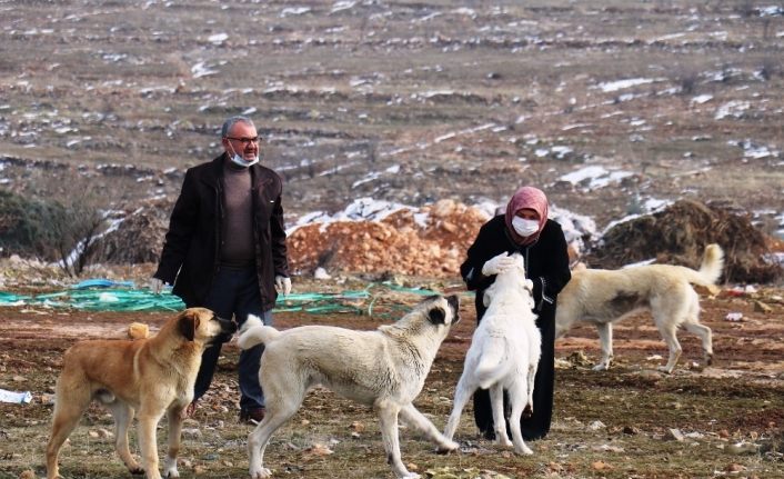 Sokak köpeği silahla vurularak öldürülmüş halde bulundu