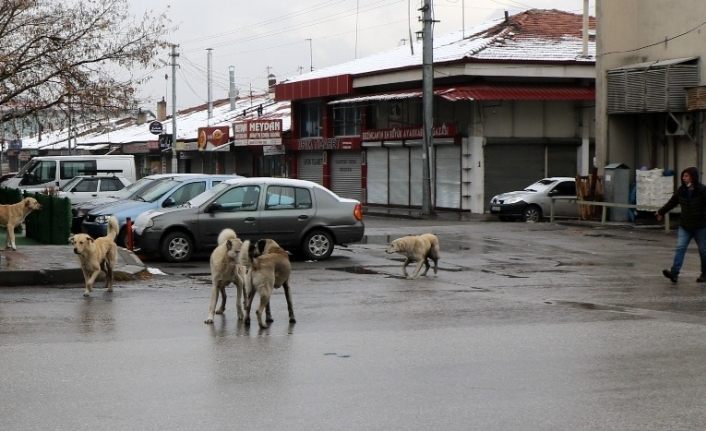 Sokaklar hayvanlara kaldı