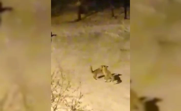 Tilkilerin ekmek kavgası