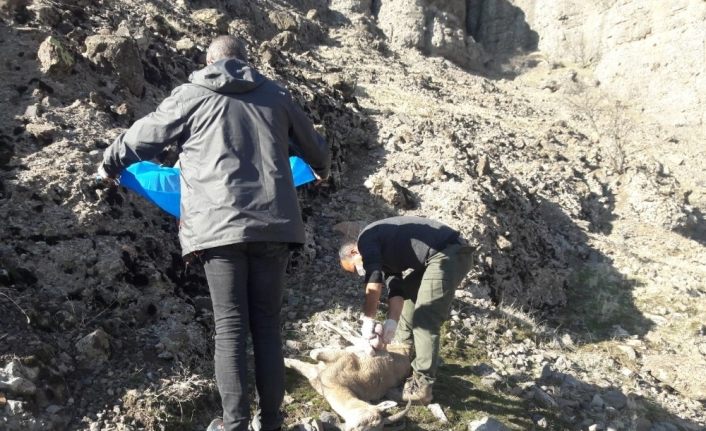 Tunceli’de 8 yaban keçisi telef oldu, inceleme başlatıldı