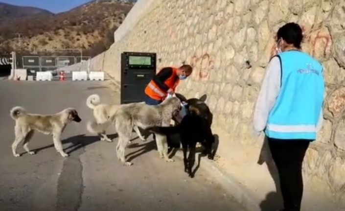 Tunceli’de sokak hayvanlarını unutmuyor