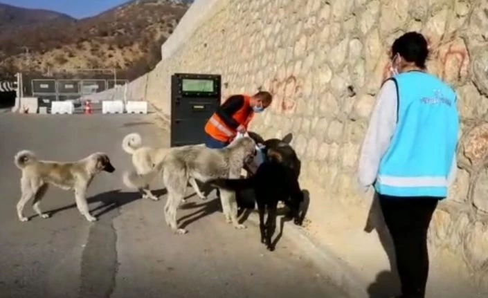 Tunceli’de sokak hayvanlarını unutmuyor