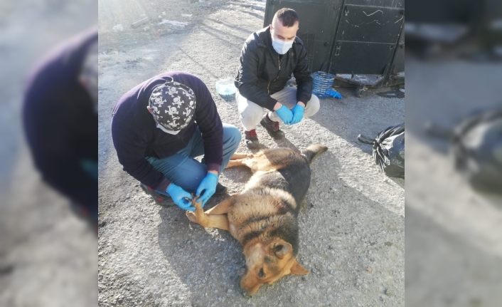 Yaralı köpek tedavi altına alındı