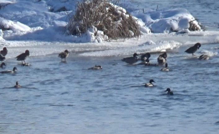 Yeşilbaş ördekler Kars Çayı’nı mesken tuttu