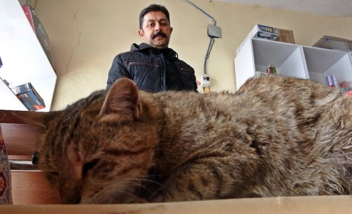 2 yıldır iş yerinde beslenen kedi saldırıya uğradı