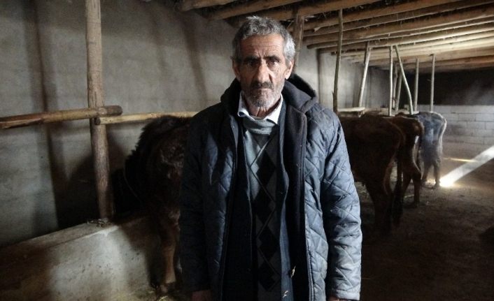 Bataklığa saplanan ineğin sahibi Mehmet Emin Amca bu kış mutlu