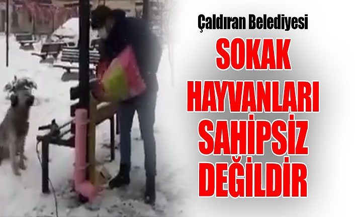 Çaldıran Belediyesi: Sokak hayvanları sahipsiz değildir