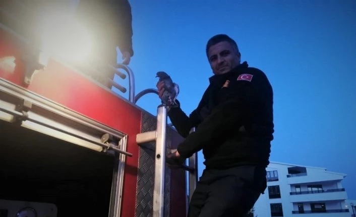 Çatıda sıkışan güvercin itfaiye ekipleri tarafından kurtarıldı