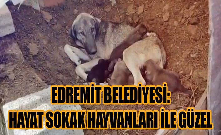 Edremit Belediyesi: Hayat sokak hayvanları ile güzel